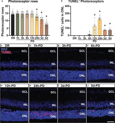 Short exposure to photo-oxidative damage triggers molecular signals indicative of early retinal degeneration